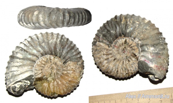 аммониты, музеи, альб, Ammonites, Acanthohoplites, МЗ МГУ, Acanthohoplites subangulicostatus, Albian