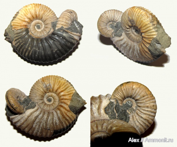 аммониты, мел, апт, прижизненные повреждения, Ammonites, Acanthohoplites, Parahoplitidae, Acanthohoplites nolani, вентральные укусы, Acanthohoplites aschiltaensis, Aptian, Cretaceous