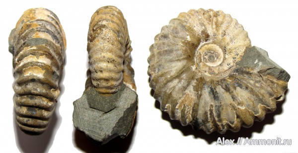 аммониты, мел, апт, Ammonites, Parahoplites, Parahoplites melchioris, Aptian, Cretaceous
