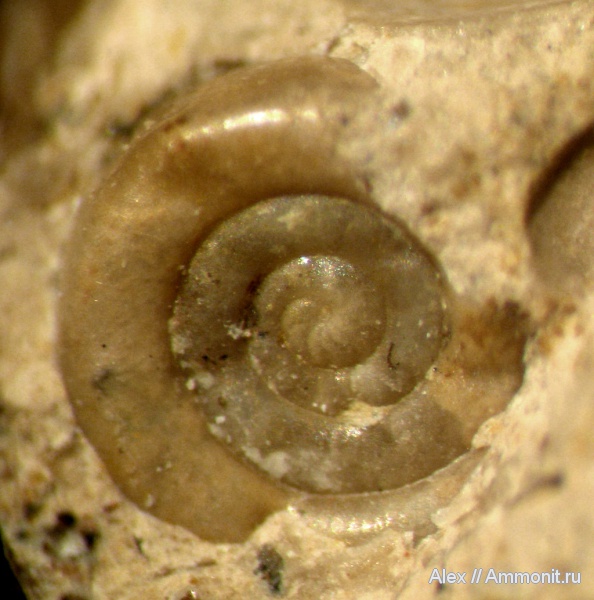 аммониты, Eothinites, Goniatitida, Ammonites, ammonitella