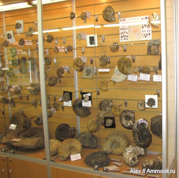 аммониты, музеи, Ammonites, МДЭБЦ