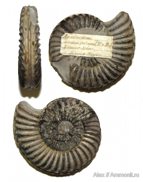 аммониты, юра, Ammonites, Arnioceras semicostatum, Arnioceras, синемюр, МДЭБЦ, МГСЮН, Sinemurian, Jurassic