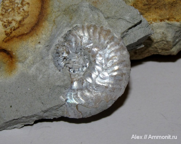 аммониты, микроконхи, кимеридж, Ammonites, Липицы, Sutneria, Aspidoceratidae, Aspidoceratinae, Sutneria eumela, Microconchs, lappets, Kimmeridgian, Upper Jurassic