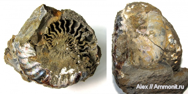 аммониты, мел, Deshayesites, апт, Ammonites, Aptian, Cretaceous