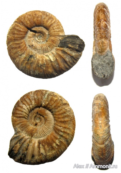 аммониты, мел, апт, Ammonites, Silesitidae, Pseudosilesites, Desmoceratoidea, Aptian, Cretaceous