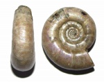 Eogaudryceras (Eotetragonites) umbilicostriatus с Мадагаскара