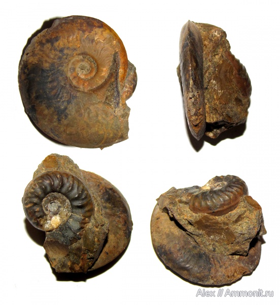 аммониты, юра, Ammonites, Leioceras, Bredyia, Graphoceratidae, аален, Aalenian, Jurassic