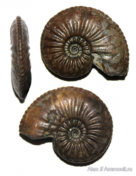аммониты, юра, плинсбах, Ammonites, Amaltheus margaritatus, Amaltheus, Amaltheidae, Pliensbachian, Jurassic