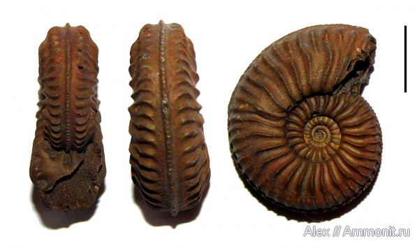 аммониты, юра, оксфорд, Amoeboceras, Рыбаки, Amoeboceras alternans, Ammonites, Oxfordian, Jurassic