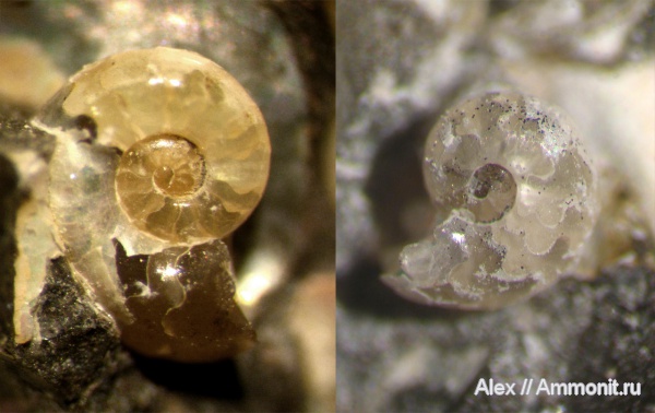 аммониты, Deshayesites, апт, Ammonites, протоконх, аммонителла, ammonitella, Aptian