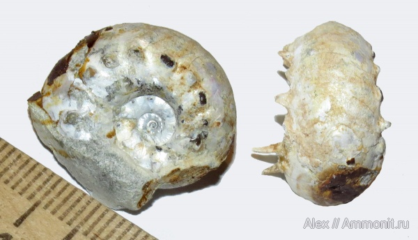 аммониты, кимеридж, Ammonites, Aspidoceras, Aspidoceratidae, Kimmeridgian, Upper Jurassic
