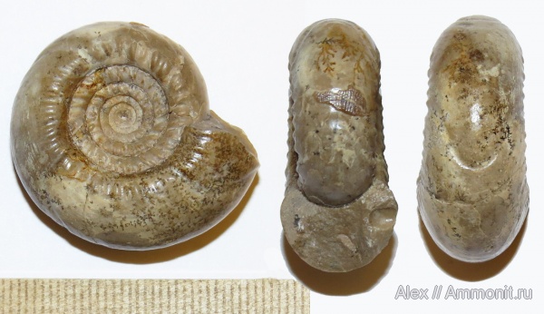 аммониты, пермь, артинский ярус, Ammonites, Paragastrioceras, Paragastrioceras kirghizorum, Permian