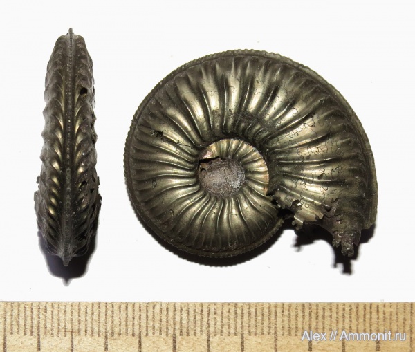 аммониты, оксфорд, Amoeboceras, Amoeboceras serratum, Cardioceratidae, Ammonites, Oxfordian