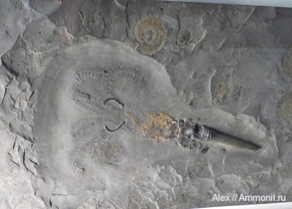 Coleoidea, Holzmaden, Urwelt Museum Hauff, megaonychites, onychites, Passaloteuthis laevigata, Passaloteuthis, arm hooks, онихиты, мегаонихиты