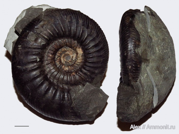 аммониты, Gonolkites, Ammonites, Parkinsoniidae