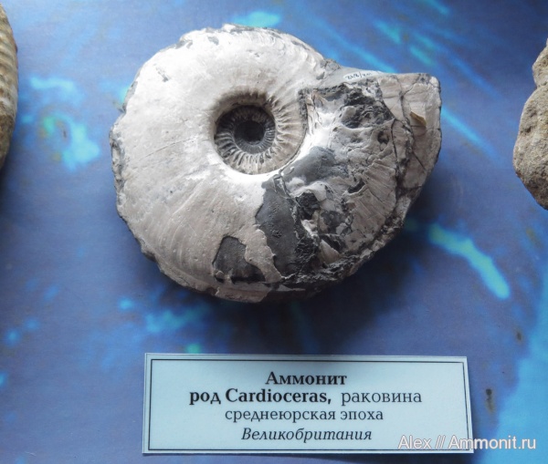 музеи, Amoeboceras, Cardioceratidae, ГГМ РАН, зона Amoeboceras serratum