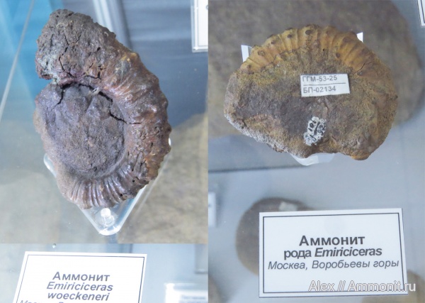 гетероморфные аммониты, музеи, ГГМ РАН, Emericeras, heteromorph ammonites