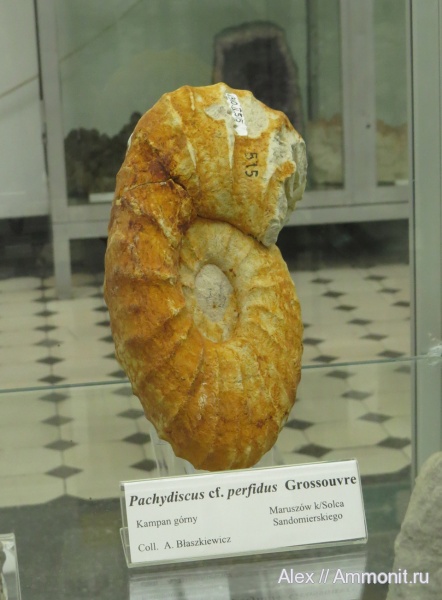 музеи, Pachydiscus, Polish Geological Institute, Pachydiscus perfidus
