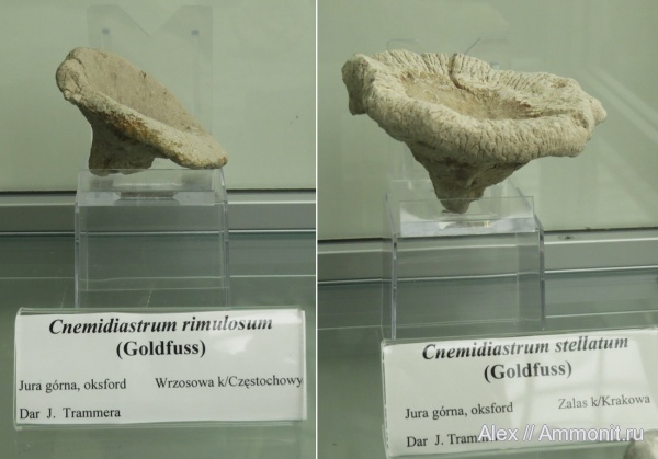 губки, оксфорд, музеи, Cnemidiastrum, Cnemidiastrum rimulosum, Cnemidiastrum stellatum, Polish Geological Institute, Oxfordian