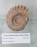 Peltoceratoides interscissus