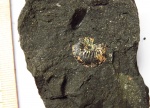 Небольшой Amoeboceras (Plasmatites) zieteni