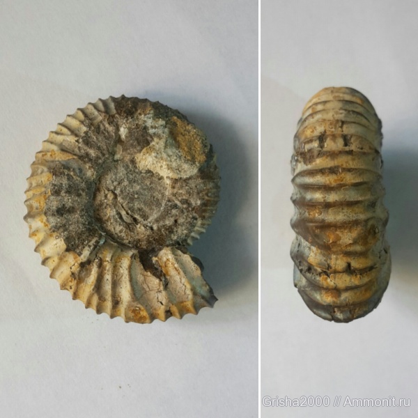 аммониты, юра, Ammonites, Оренбург