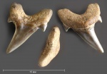 Зуб №1 (Archaeolamna sp.)
