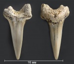 Зуб №3 (Paranomotodon)