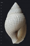 Nassarius subhoernesi tamanensis