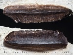 Polyrhizodus longus