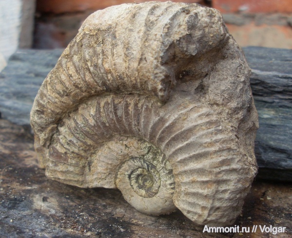 аммониты, юра, волжский ярус, Perisphinctes, Ammonites, Ивановская область, Volgian, Jurassic