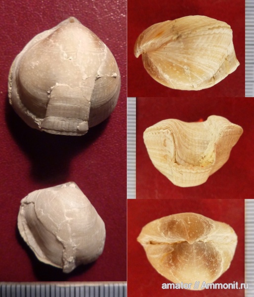 брахиоподы, мел, brachiopoda, Cyclothyris