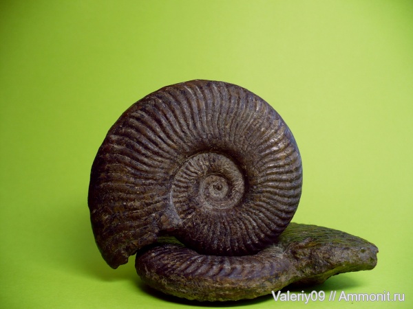 аммониты, Pseudogrammoceras, Ammonites, КЧР