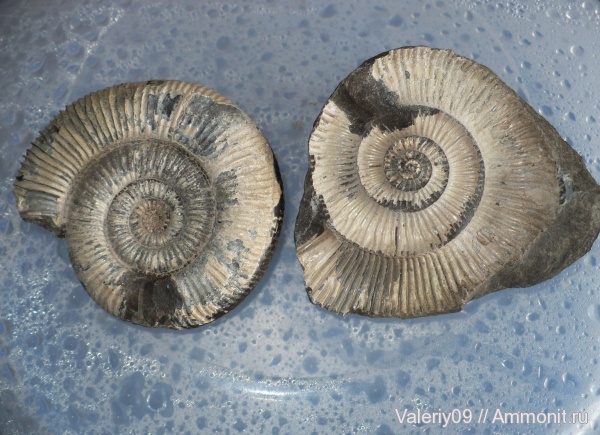 аммониты, юра, Dactylioceras, Ammonites, Jurassic