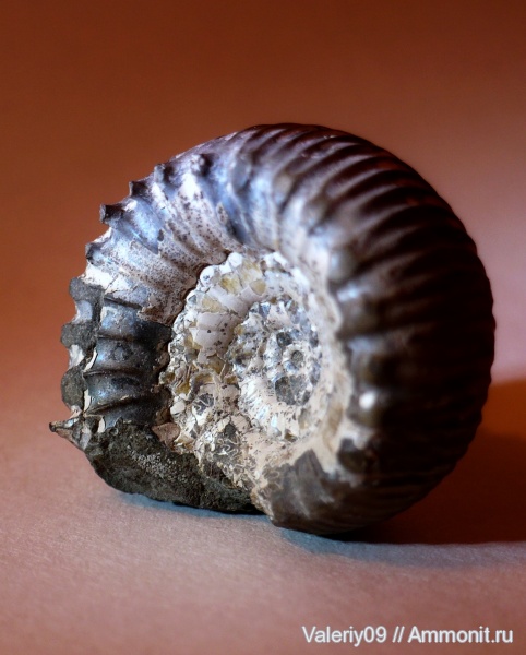 аммониты, юра, Ammonites, Peronoceras, Jurassic