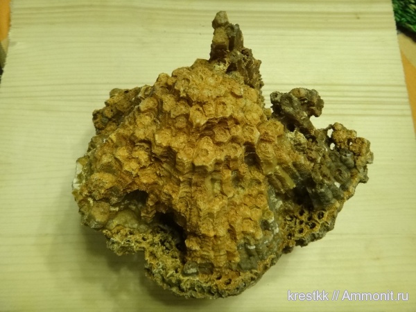 кораллы, колониальные кораллы, Petalaxis, Rugosa