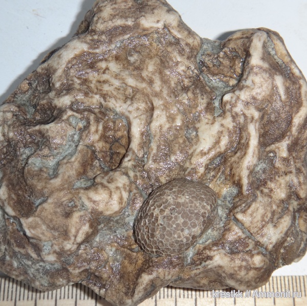 Stromatoporoidea, Tabulata