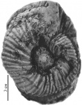 Paracadoceras (Catacadoceras) infimum (Gulyaev et Kiselev)