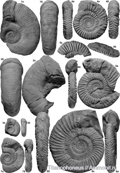 Parkinsonia, Dinolytoceras, верхний байос, Nannolytoceras, Хурукра, Rarecostites