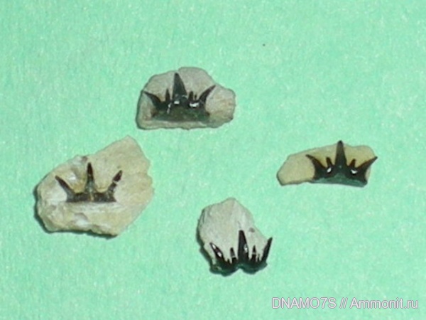 Chondrichthyes, Ctenacanthiformes, Elasmobranchii, Cladodontomorthi, Heslerodus