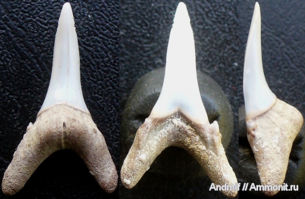 зубы, акулы