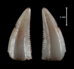 Зуб детёныша Coelophysis sp.