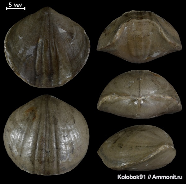 брахиоподы, девон, Leiorhynchus, Leiorhynchus megistanus