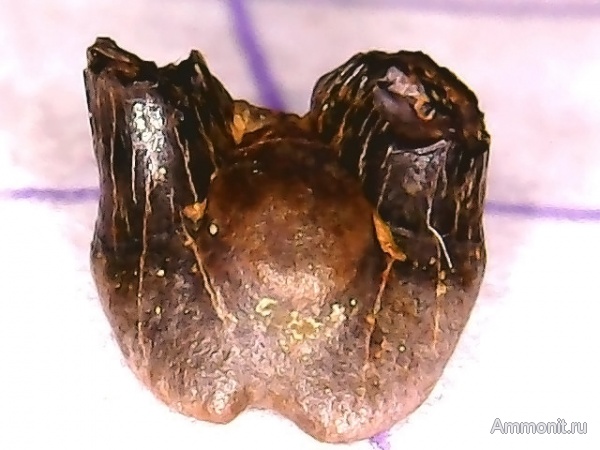 Гжель, гжельский ярус, верхний карбон, зубы рыб, Xenacanthiformes, Bransonella