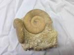 Ammonite con ipofisi