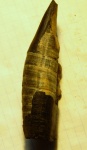 kogiopsis,  scaldicetus (?)
