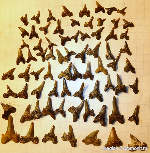 Eostriatolamia, сеноман, зубы акул, Саратовская область, Archaeolamna, Александровка, Cenomanian, shark teeth