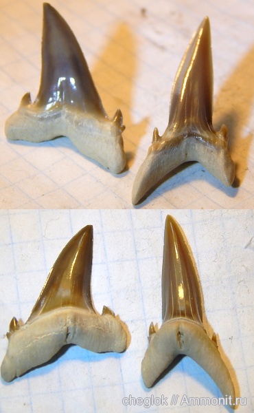 Казахстан, зубы акул, бартон, Hypotodus, Hypotodus verticalis, shark teeth