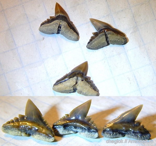 Казахстан, зубы акул, Мангышлак, бартон, Physogaleus cappetai, shark teeth