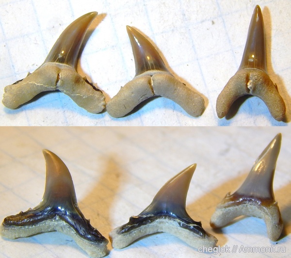 Казахстан, зубы акул, Мангышлак, Usakias, shark teeth